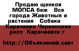 Продаю щенков МОПСА беж - Все города Животные и растения » Собаки   . Карачаево-Черкесская респ.,Карачаевск г.